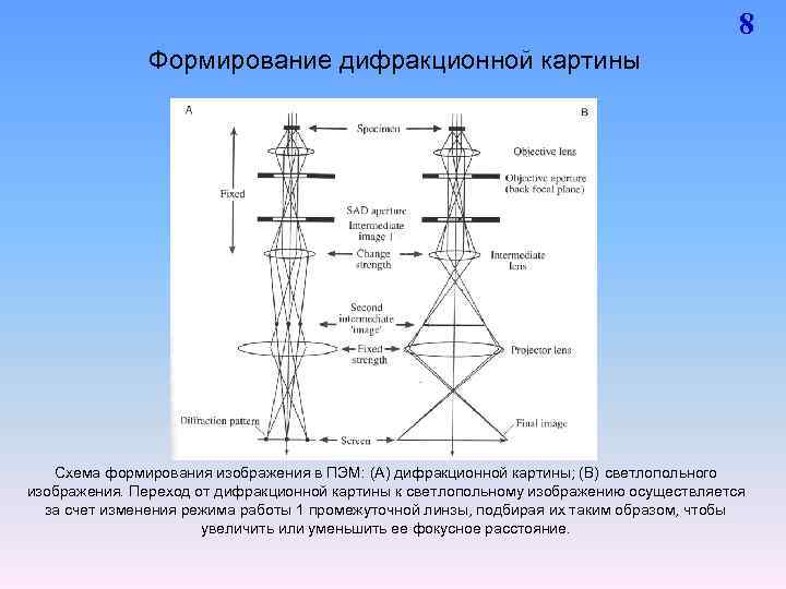 Пэм светлопольное изображение