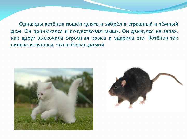 Однажды котёнок пошёл гулять и забрёл в страшный и тёмный дом. Он принюхался и