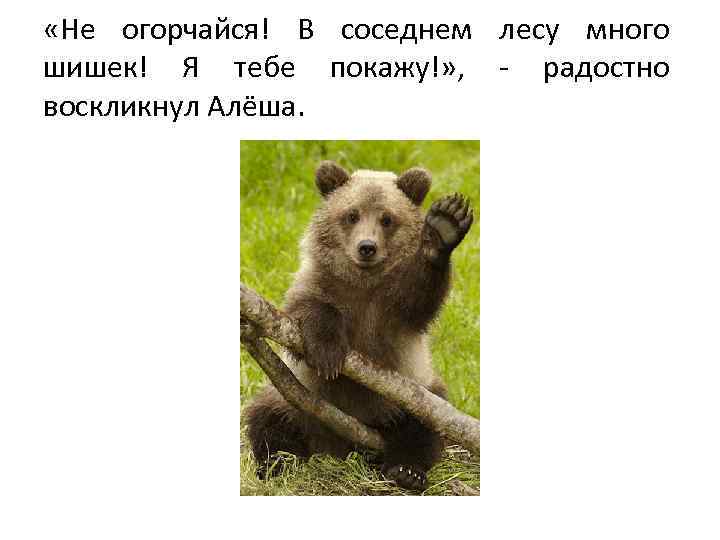  «Не огорчайся! В соседнем лесу много шишек! Я тебе покажу!» , - радостно