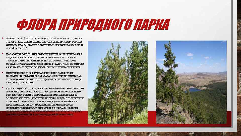 ФЛОРА ПРИРОДНОГО ПАРКА • • В ПРИРУСЛОВОЙ ЧАСТИ ФОРМИРУЮТСЯ ГУСТЫЕ, НЕПРОХОДИМЫЕ ТУГАИ С ПРЕОБЛАДАНИЕМ