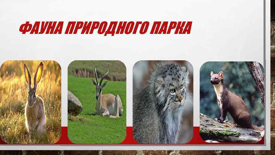 ФАУНА ПРИРОДНОГО ПАРКА 