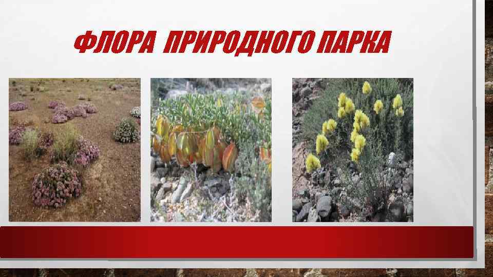 ФЛОРА ПРИРОДНОГО ПАРКА 