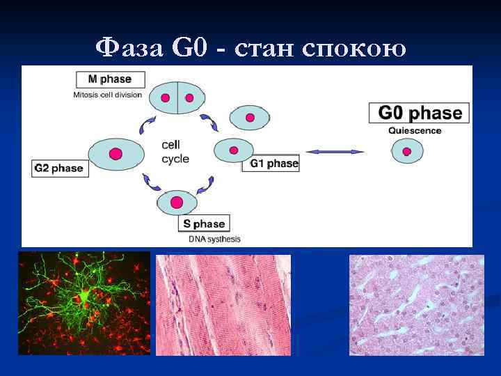 Фаза G 0 - стан спокою 