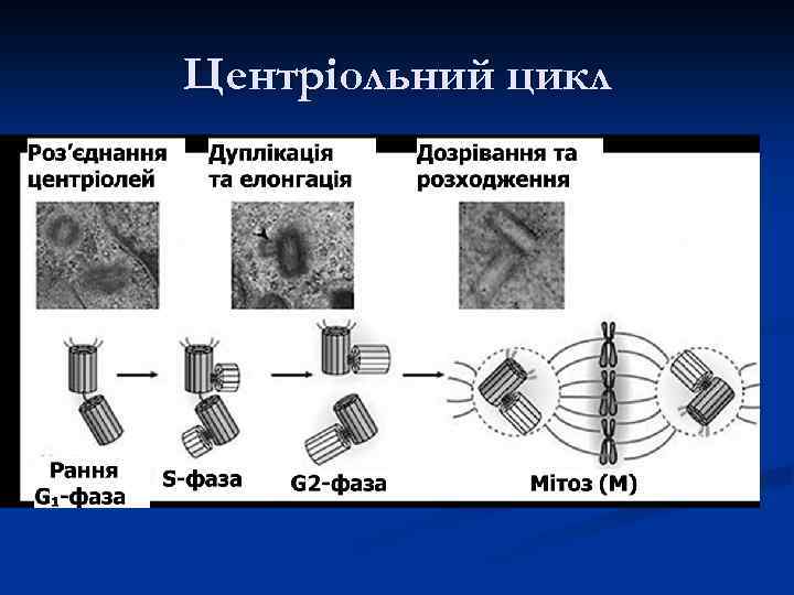Центріольний цикл 