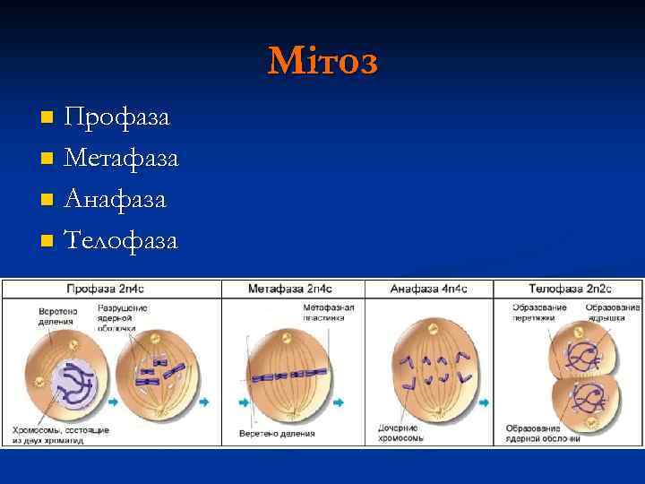 Мітоз Профаза n Метафаза n Анафаза n Телофаза n 