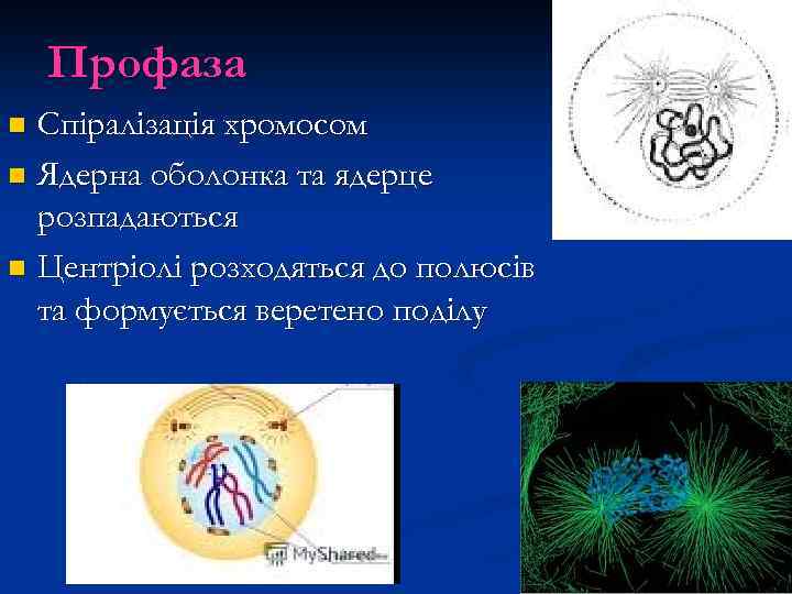 Профаза Спіралізація хромосом n Ядерна оболонка та ядерце розпадаються n Центріолі розходяться до полюсів