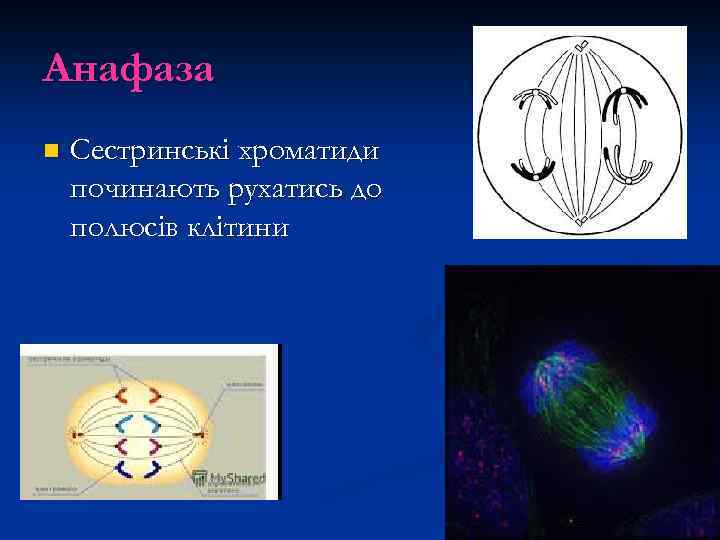 Анафаза n Сестринські хроматиди починають рухатись до полюсів клітини 
