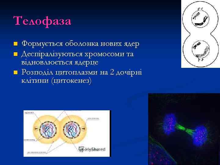 Телофаза n n n Формується оболонка нових ядер Деспіралізуються хромосоми та відновлюється ядерце Розподіл
