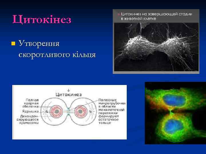 Цитокінез n Утворення скоротливого кільця 