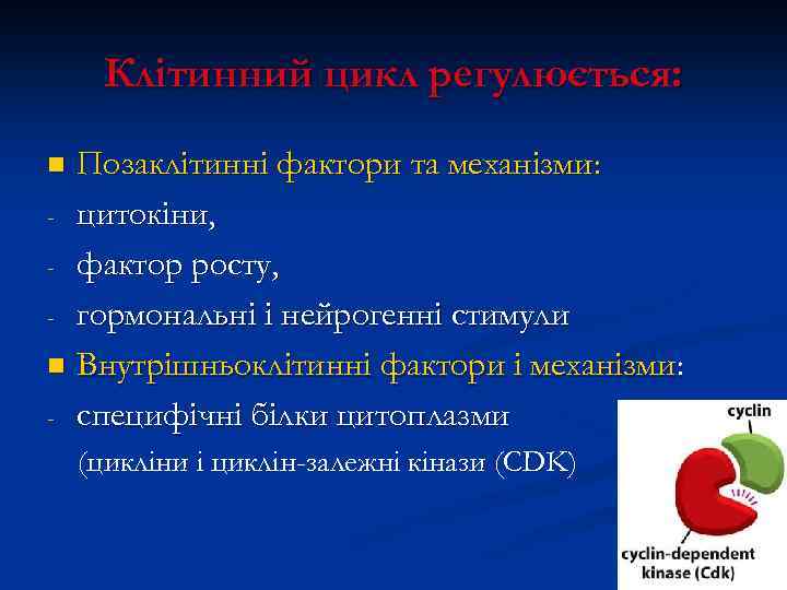 Клітинний цикл регулюється: Позаклітинні фактори та механізми: - цитокіни, - фактор росту, - гормональні