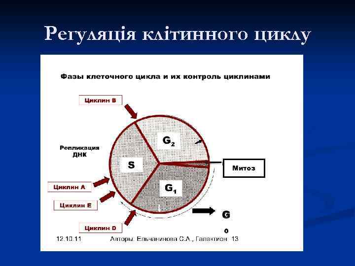 Регуляція клітинного циклу 