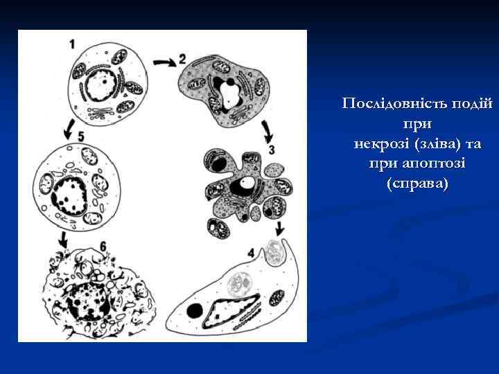 Послідовність подій при некрозі (зліва) та при апоптозі (справа) 