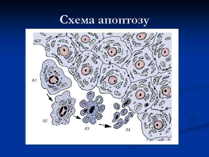 Схема апоптозу 
