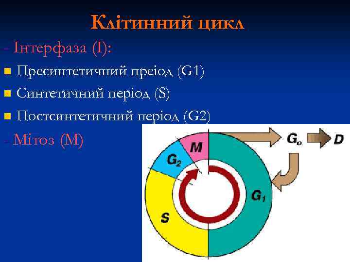 Клітинний цикл - Інтерфаза (I): n n n Пресинтетичний преіод (G 1) Синтетичний період