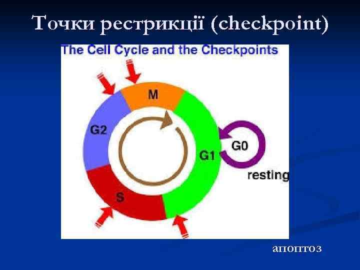 Точки рестрикції (checkpoint) апоптоз 