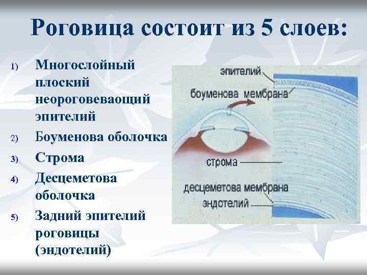 Роговица состоит из 5 слоев: 1) 2) 3) 4) 5) Многослойный плоский неороговеваощий эпителий