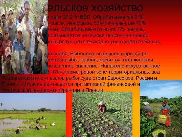 Сельское хозяйство даёт 28, 2 % ВВП. Обрабатывается 5 % земель. Основная отрасль экономики,