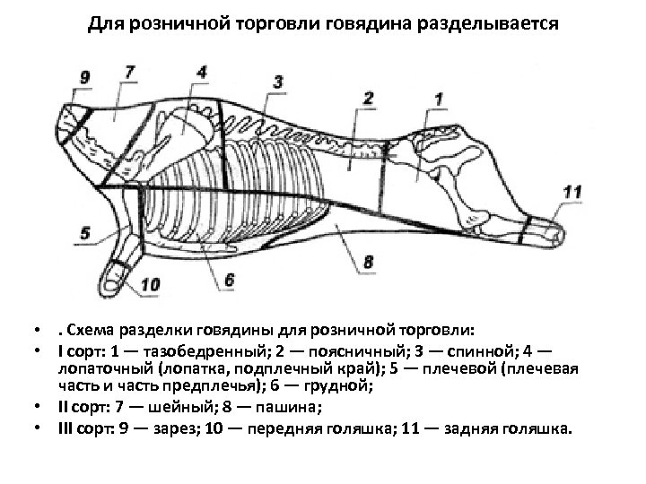 Для розничной торговли говядина разделывается • . Схема разделки говядины для розничной торговли: •