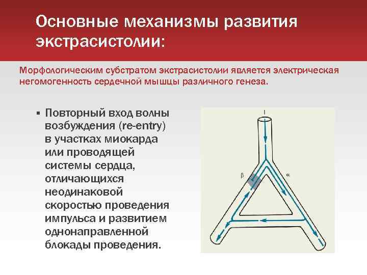 Основные механизмы развития экстрасистолии: Морфологическим субстратом экстрасистолии является электрическая негомогенность сердечной мышцы различного генеза.