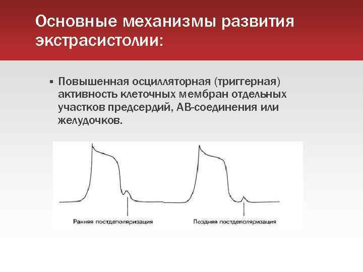 Основные механизмы развития экстрасистолии: Повышенная осцилляторная (триггерная) активность клеточных мембран отдельных участков предсердий, АВ-соединения