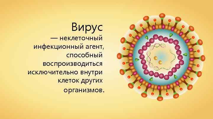 Вирус — неклеточный инфекционный агент, способный воспроизводиться исключительно внутри клеток других организмов. 