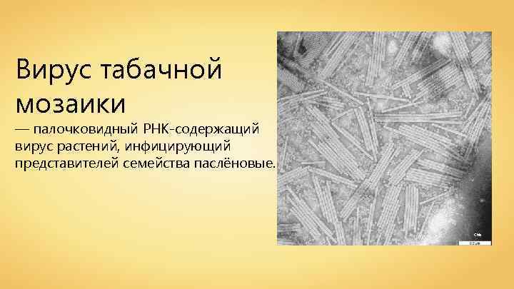 Вирус табачной мозаики — палочковидный РНК-содержащий вирус растений, инфицирующий представителей семейства паслёновые. Chb 