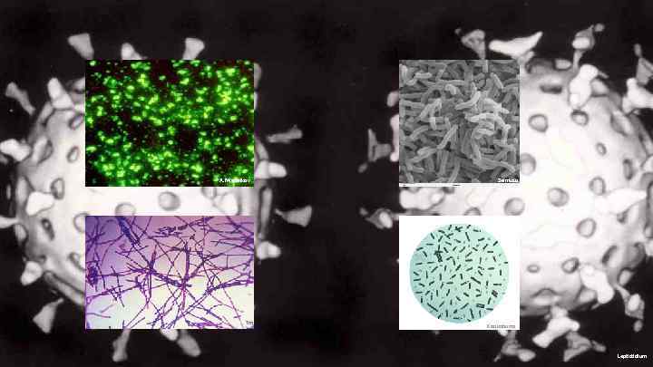 A. Myasnikov Tm Zeimusu Kookaburra Leptictidium 