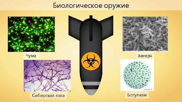 Биологическое оружие Zeimusu A. Myasnikov Чума Холера Tm Сибирская язва Kookaburra Ботулизм 