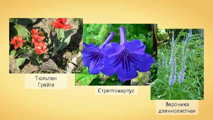 Łukasz Szczurowski Тюльпан Грейга Stan Shebs Стрептокарпус Cillas Вероника длиннолистная 