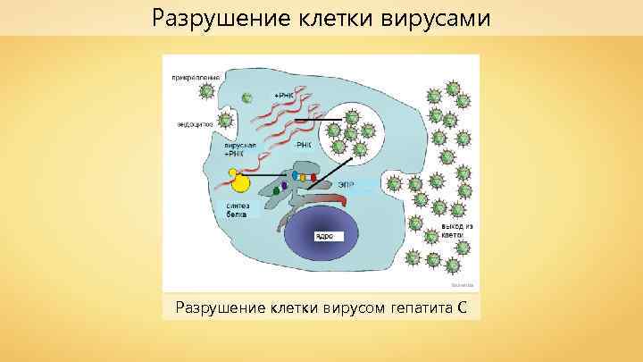Разрушение клетки вирусами Eruvanda Разрушение клетки вирусом гепатита C 