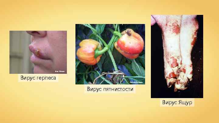 Ben Tillman Вирус герпеса Pamela Roberts Вирус пятнистости Вирус Ящур 