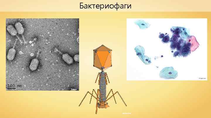 Бактериофаги Nephron Kurgus Adenosine 