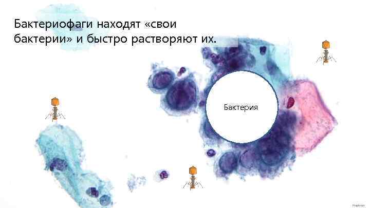 Бактериофаги находят «свои бактерии» и быстро растворяют их. Бактерия Nephron 