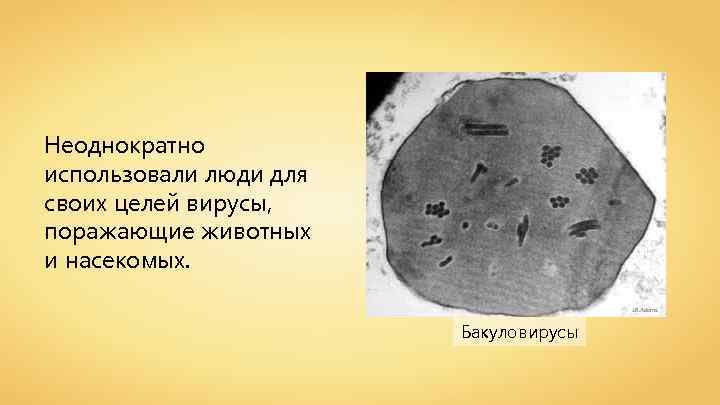 Неоднократно использовали люди для своих целей вирусы, поражающие животных и насекомых. J. R. Adams