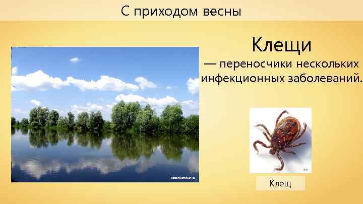 С приходом весны Клещи — переносчики нескольких инфекционных заболеваний. Aka Victor Korniyenko Клещ 
