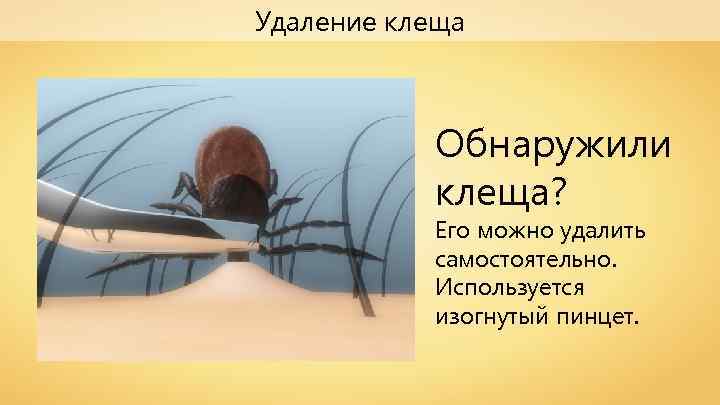 Удаление клеща Обнаружили клеща? Его можно удалить самостоятельно. Используется изогнутый пинцет. 