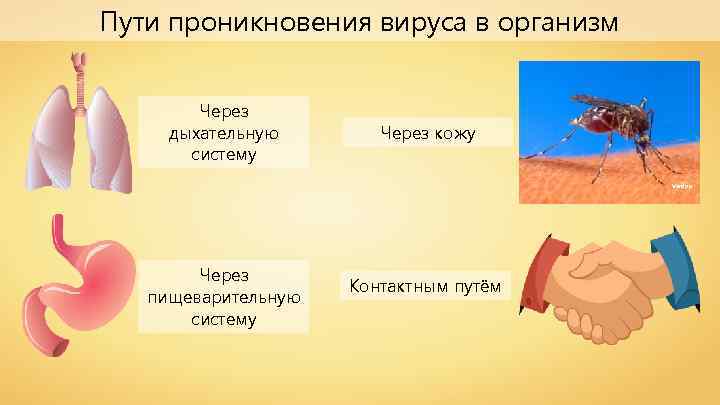 Пути проникновения вируса в организм Через дыхательную систему Через кожу Verdy p Через пищеварительную