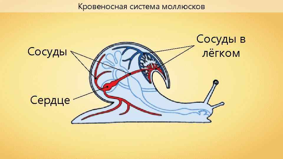 Кровеносная система моллюсков Сосуды Сердце Сосуды в лёгком 