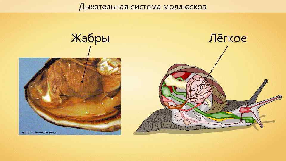 Дыхательная моллюсков. Брюхоногие моллюски дыхательная система. Дыхательная система брюхоногих моллюсков. Класс брюхоногие органы дыхания. Дыхательная система брюхоногих жабры.