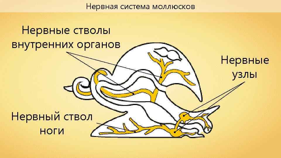Нервная система моллюсков Нервные стволы внутренних органов Нервные узлы Нервный ствол ноги 