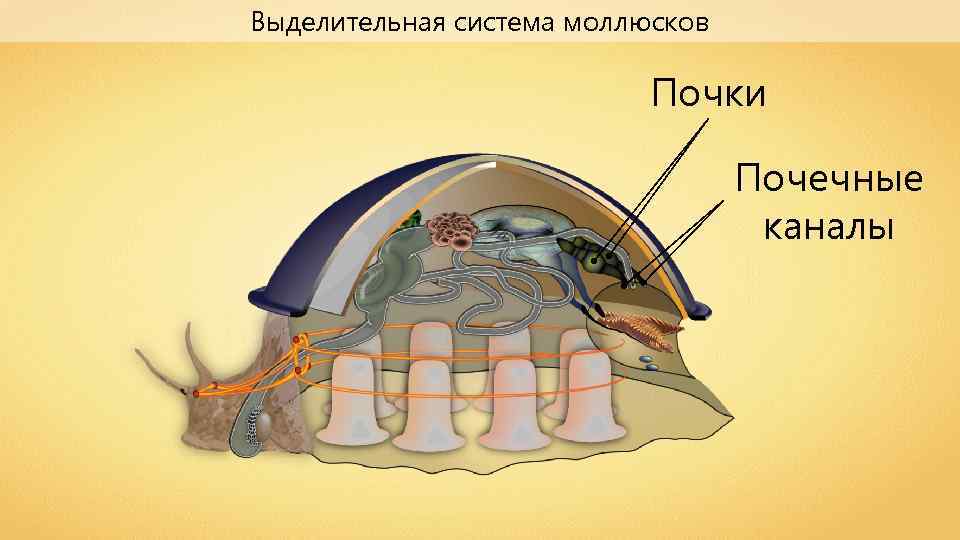 Выделительная система моллюсков Почки Почечные каналы 