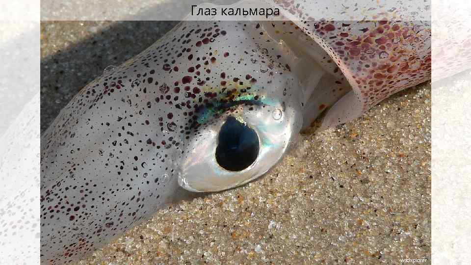 Глаз кальмара wildxplorer 