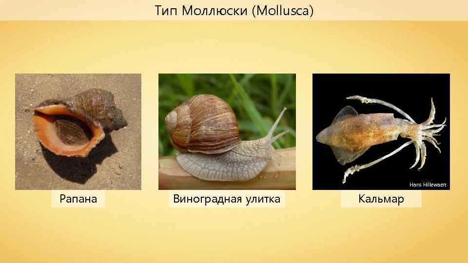 Тип Моллюски (Mollusca) Hans Hillewaert Рапана Виноградная улитка Кальмар 