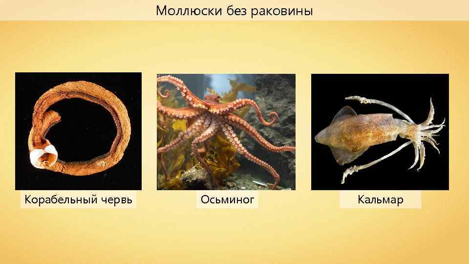 Группе относится осьминог. Корабельные черви моллюски. Тип моллюски кальмар. Осьминог к какой группе животных относится.