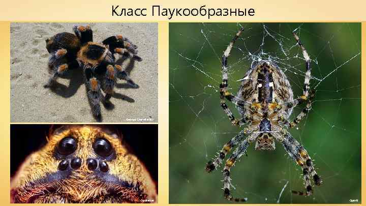 Класс Паукообразные George Chernilevsky Opoterser Quartl 