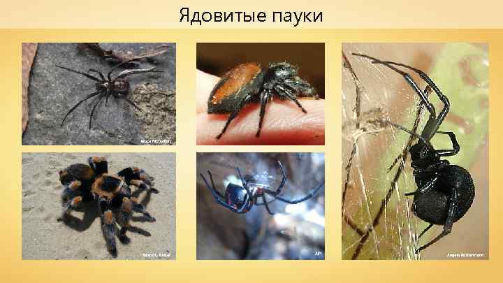 Ядовитые пауки Bryce Mc. Quillan Micha L. Rieser Alf 1 Angela Rothermann 