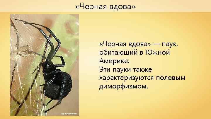  «Черная вдова» — паук, обитающий в Южной Америке. Эти пауки также характеризуются половым