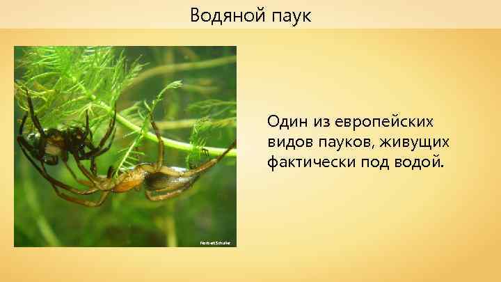 Водяной паук Один из европейских видов пауков, живущих фактически под водой. Norbert Schuller 