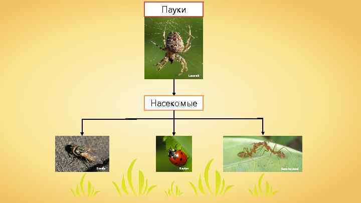 Пауки Lucarelli Насекомые Sarefo Reytan Sean. hoyland 