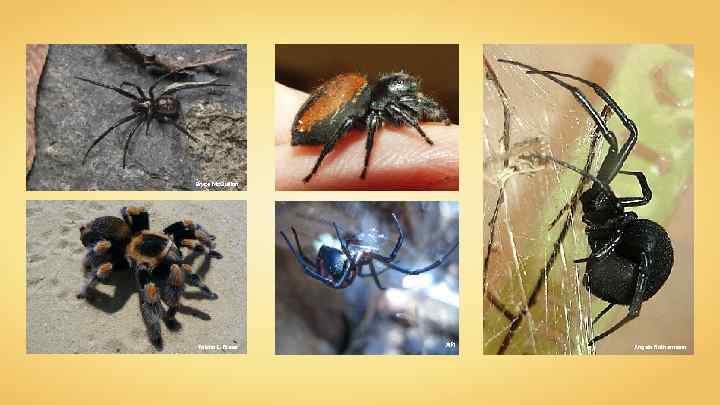 Bryce Mc. Quillan Micha L. Rieser Alf 1 Angela Rothermann 